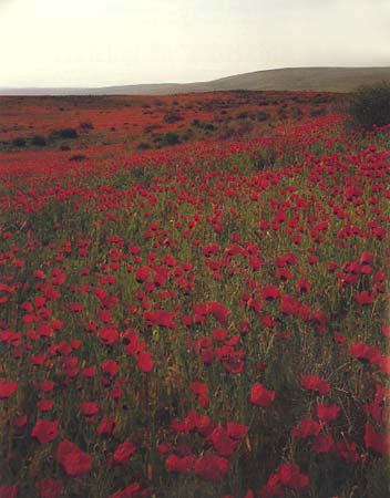 Fields of poppies :: 