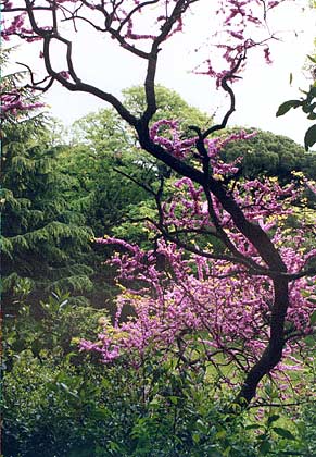 A lilac tree :: 