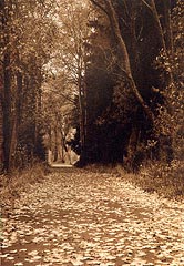 Autumn path