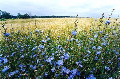 Russian Fields :: 