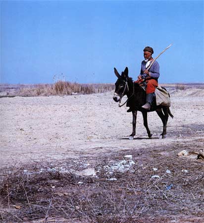 A Turkman astride his mule on the way to the bazaar. :: 