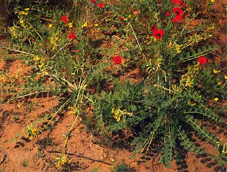 Desert blooms :: 