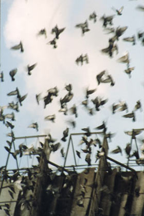  (): birds ::  67,  Cambo