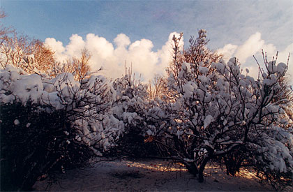 Sirenevyy Boulevard in Winter 3 :: 