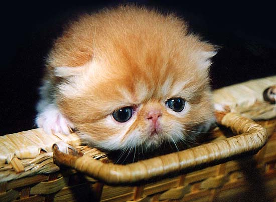  ! ::     <a href=http://all-photo.ru/bs-cats/>"Baltic Sea"</a>